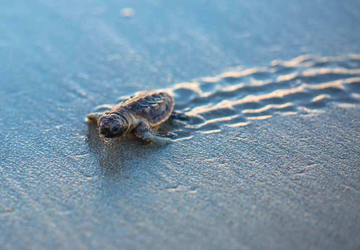turtle-on-beach-florida-1200x834